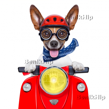 Strijkapplicatie Hond op vespa rood